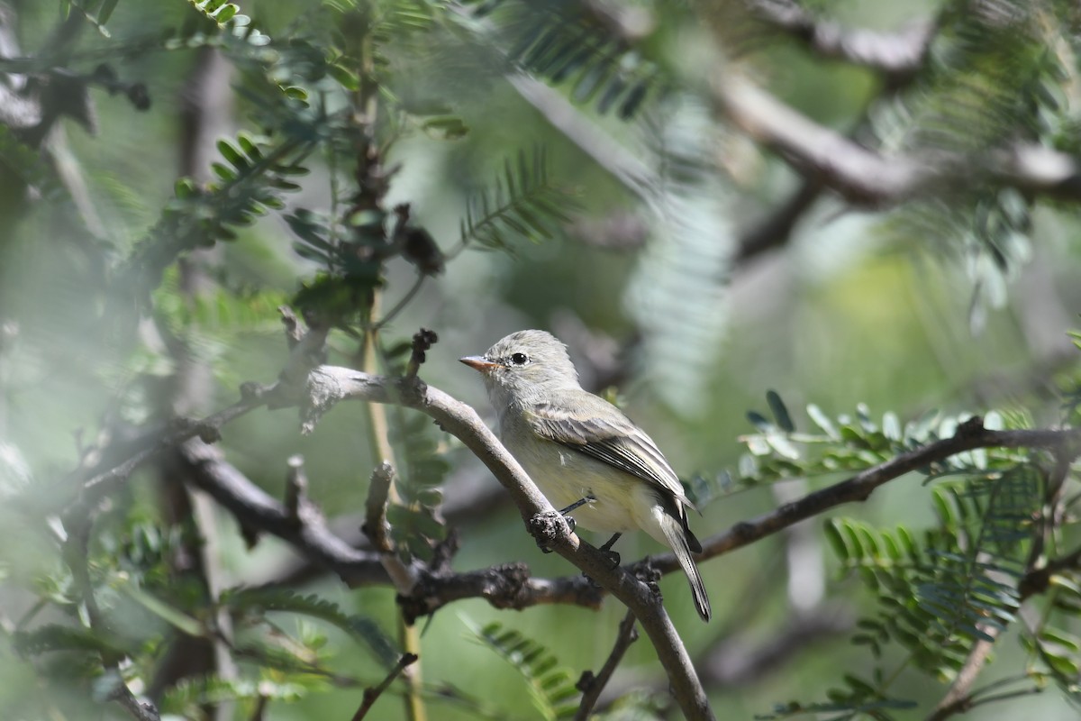 Northern Beardless-Tyrannulet - ML643793860