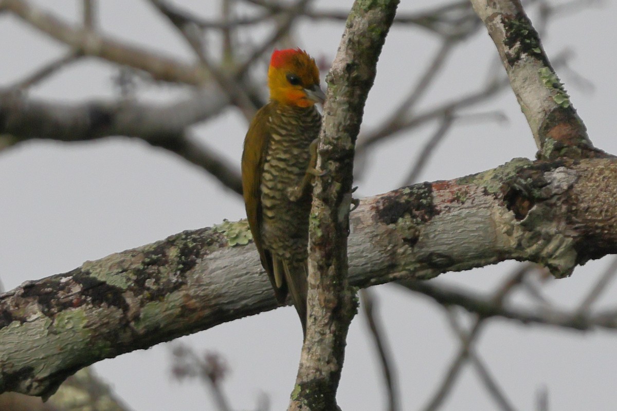 Yellow-throated Woodpecker - ML643793864