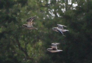 European Golden-Plover - ML643793878