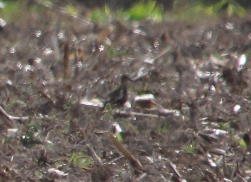European Golden-Plover - ML643793881