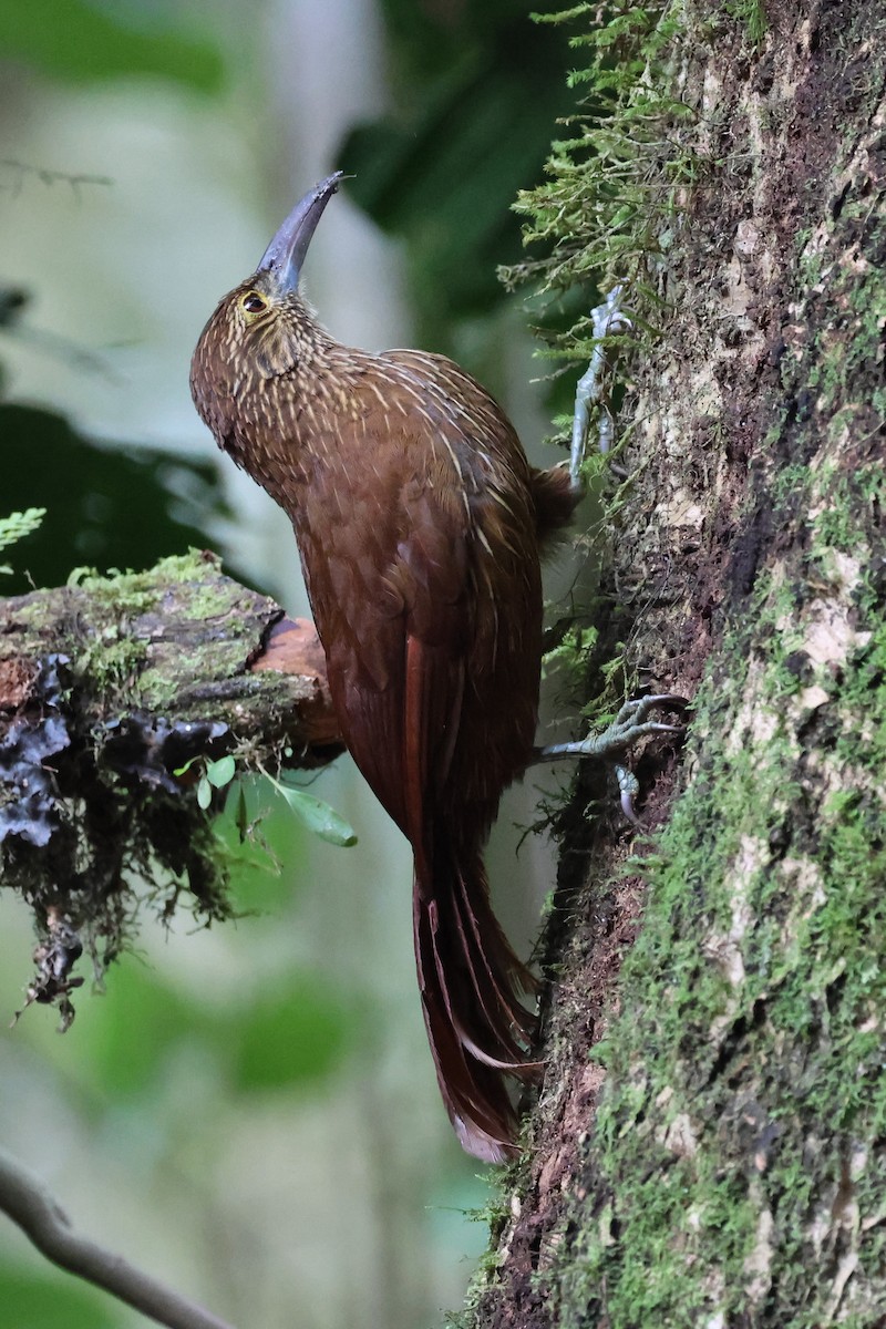 Strong-billed Woodcreeper - ML643793882