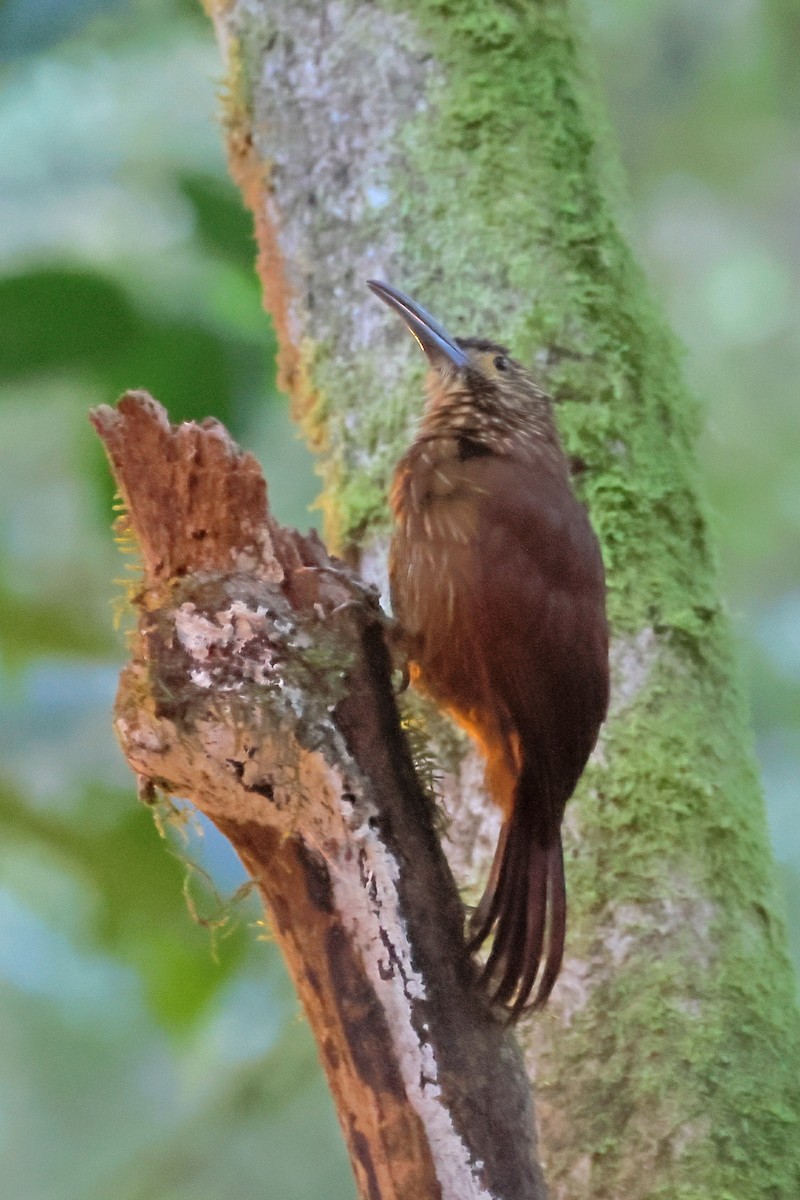 Strong-billed Woodcreeper - ML643793883