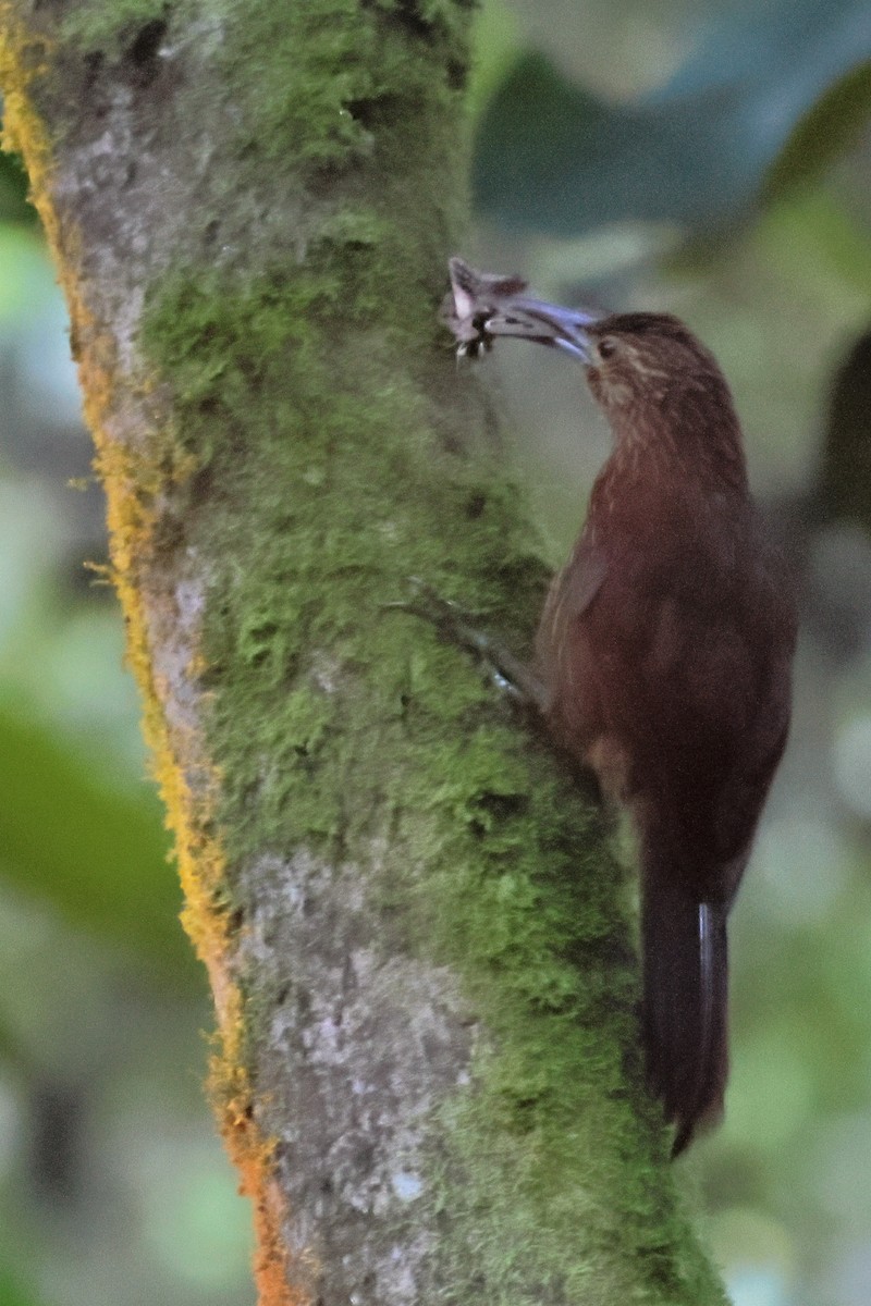 Strong-billed Woodcreeper - ML643793884