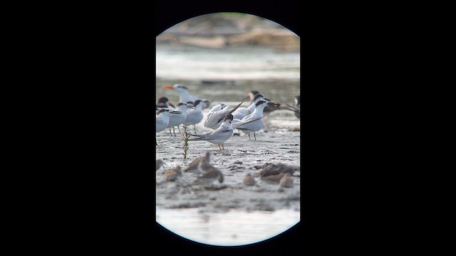 Common Tern - ML643793885