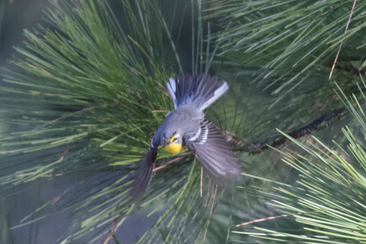 Grace's Warbler - ML643793911