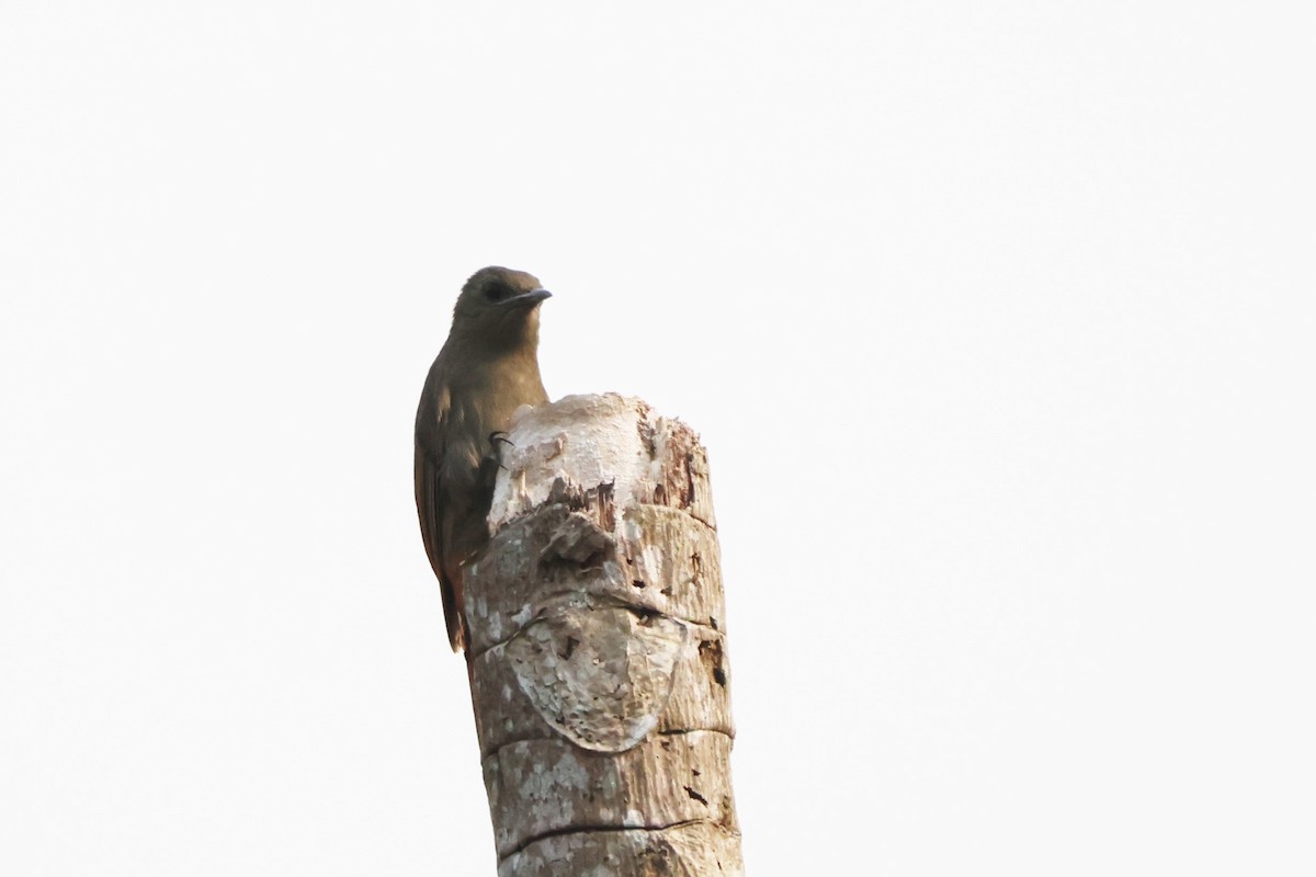 Olivaceous Woodcreeper - ML643793914