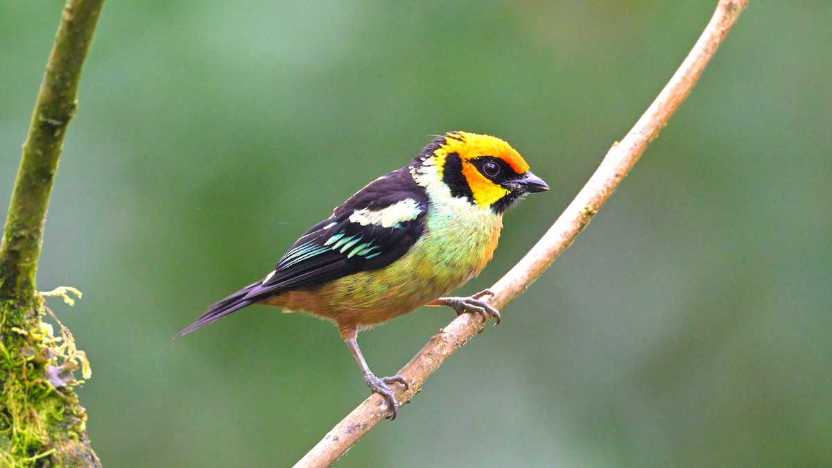 Flame-faced Tanager - ML643793961