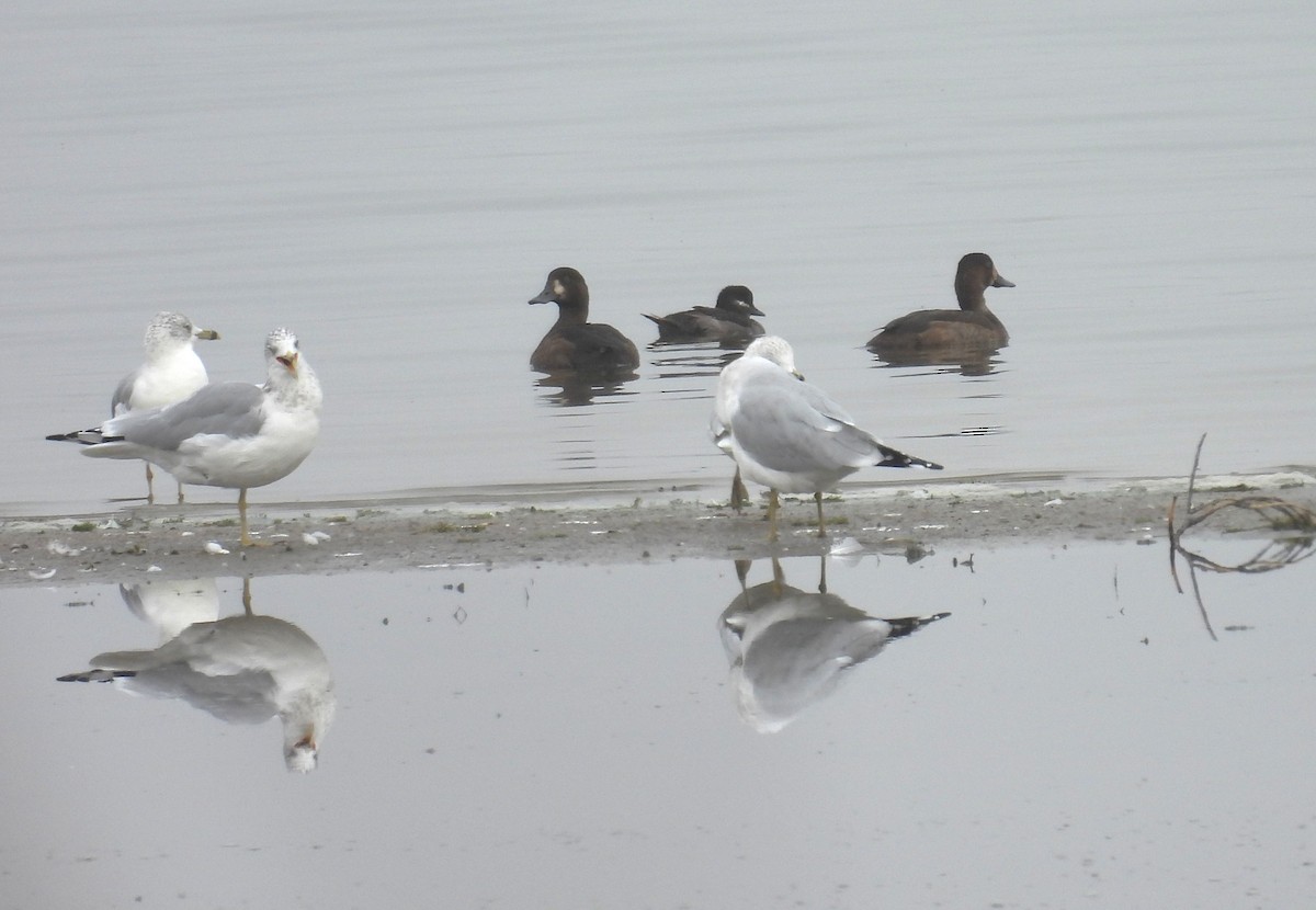 bøffeland - ML643793979