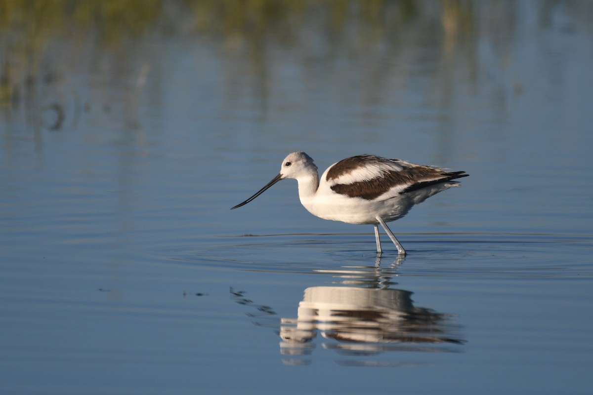 American Avocet - ML643794003