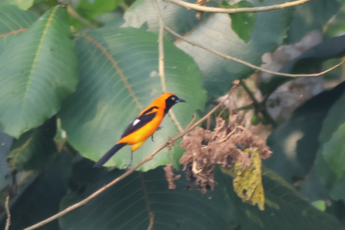 Orange-backed Troupial - ML643794006