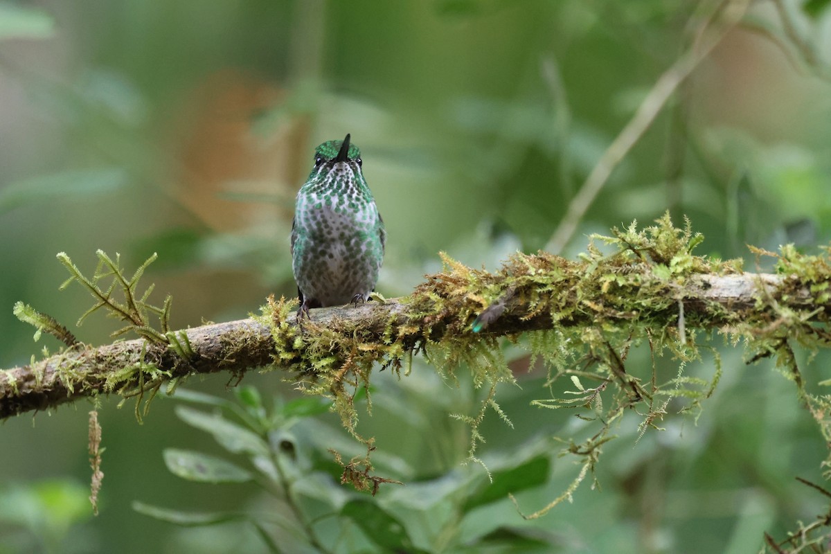 Purple-bibbed Whitetip - ML643794013