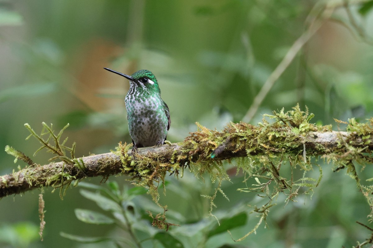 Purple-bibbed Whitetip - ML643794014