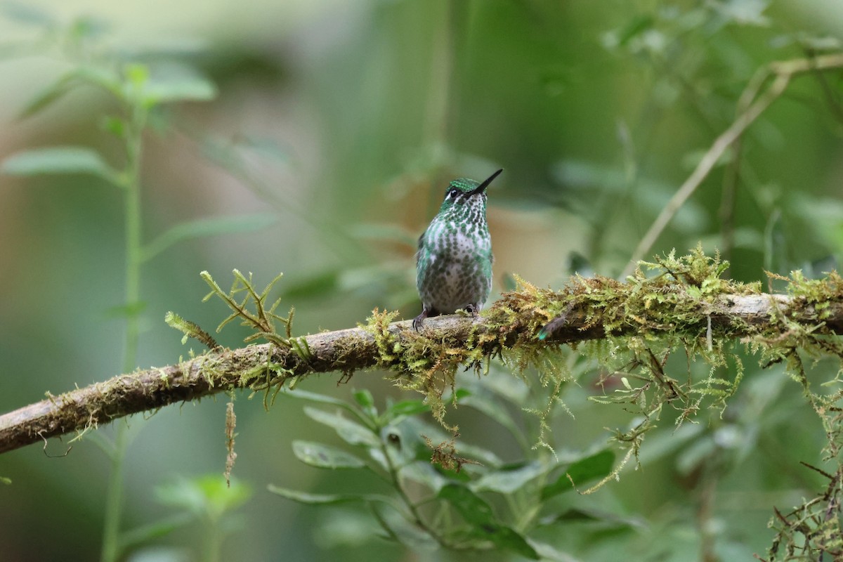 Purple-bibbed Whitetip - ML643794015