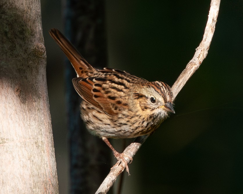 Lincoln's Sparrow - ML643794016