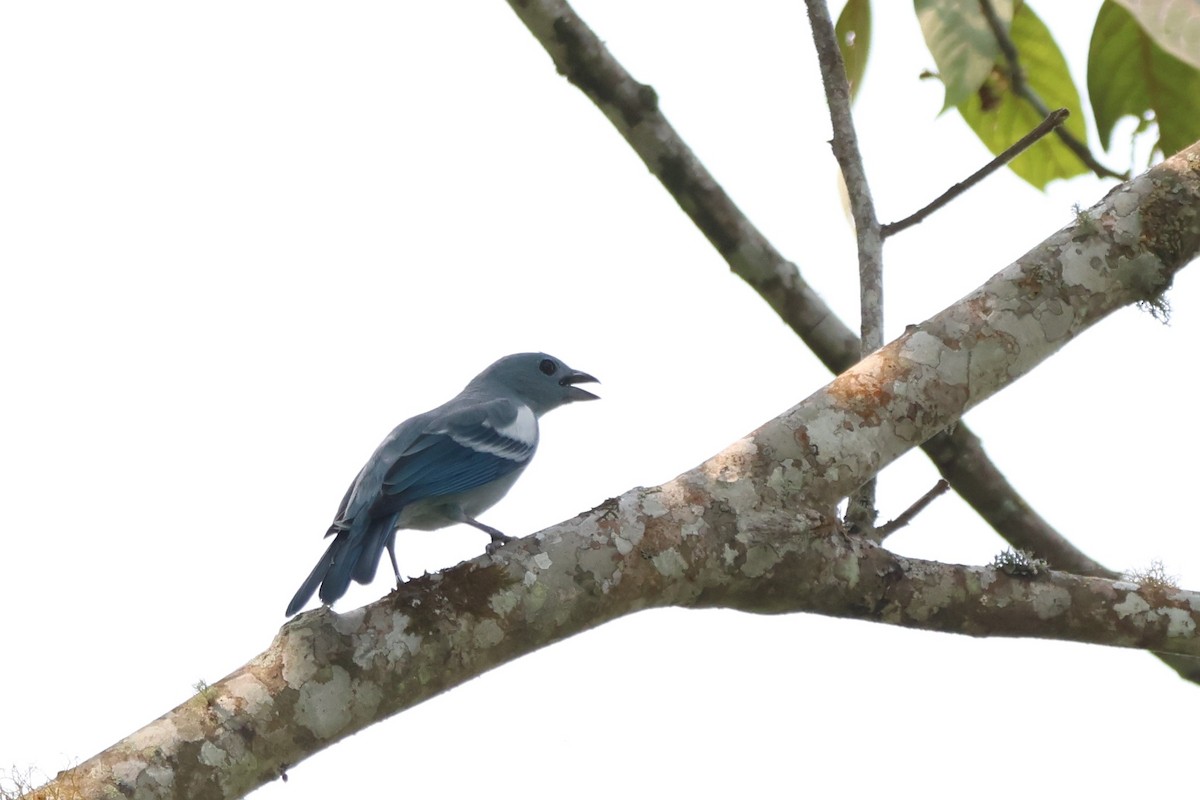 Blue-gray Tanager - ML643794021