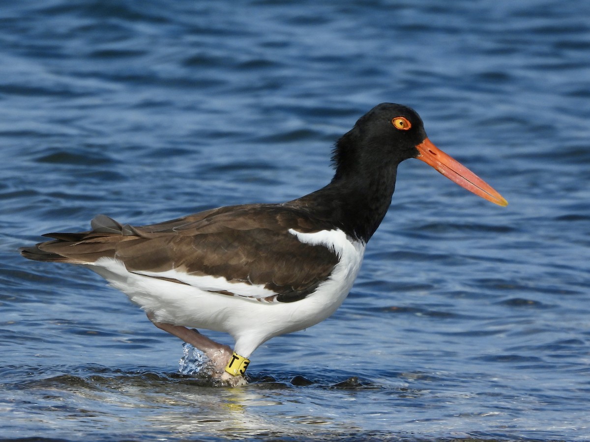 American Oystercatcher - ML643794024