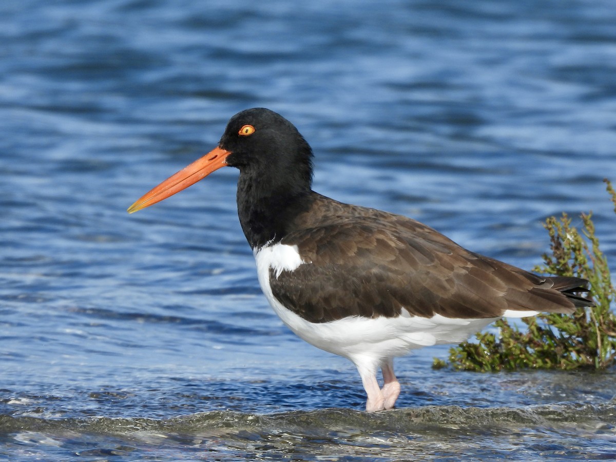 American Oystercatcher - ML643794025