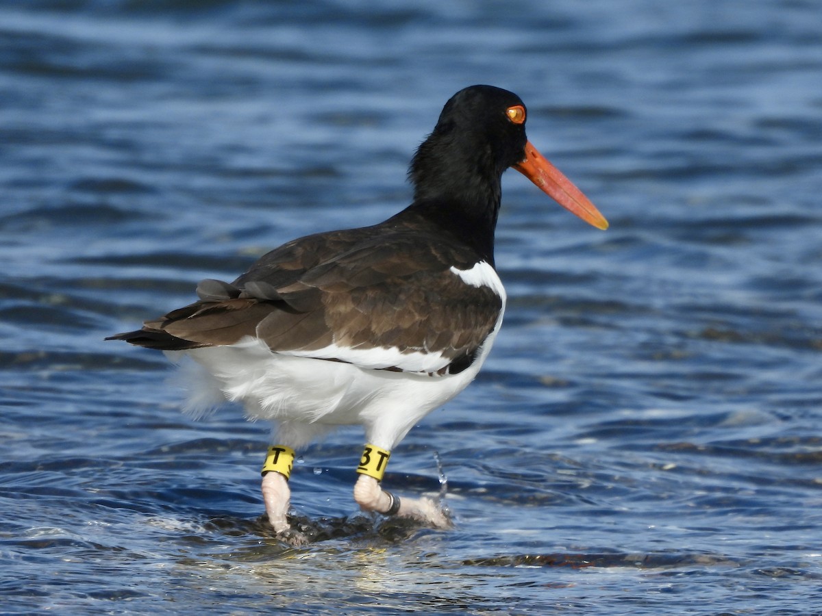 American Oystercatcher - ML643794026