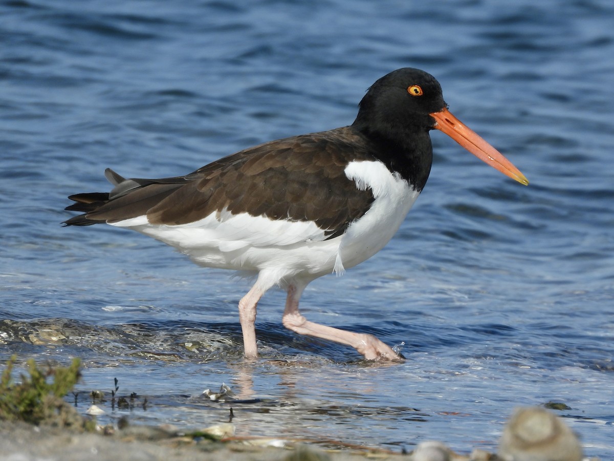 American Oystercatcher - ML643794027
