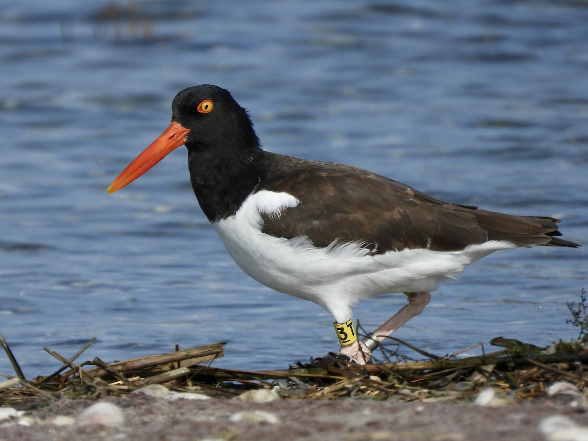 American Oystercatcher - ML643794028