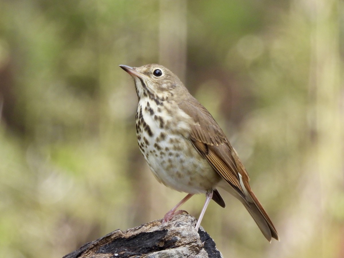 Hermit Thrush - ML643794043