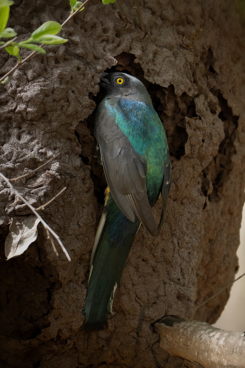 Graukopftrogon - ML643794047