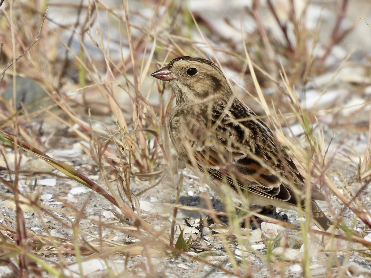 Lapland Longspur - ML643794048
