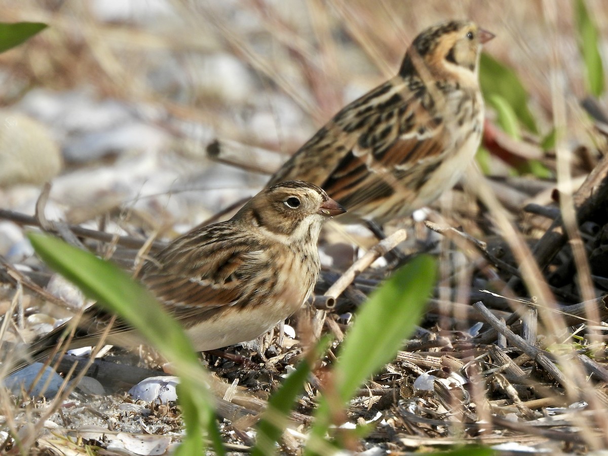 Lapland Longspur - ML643794049