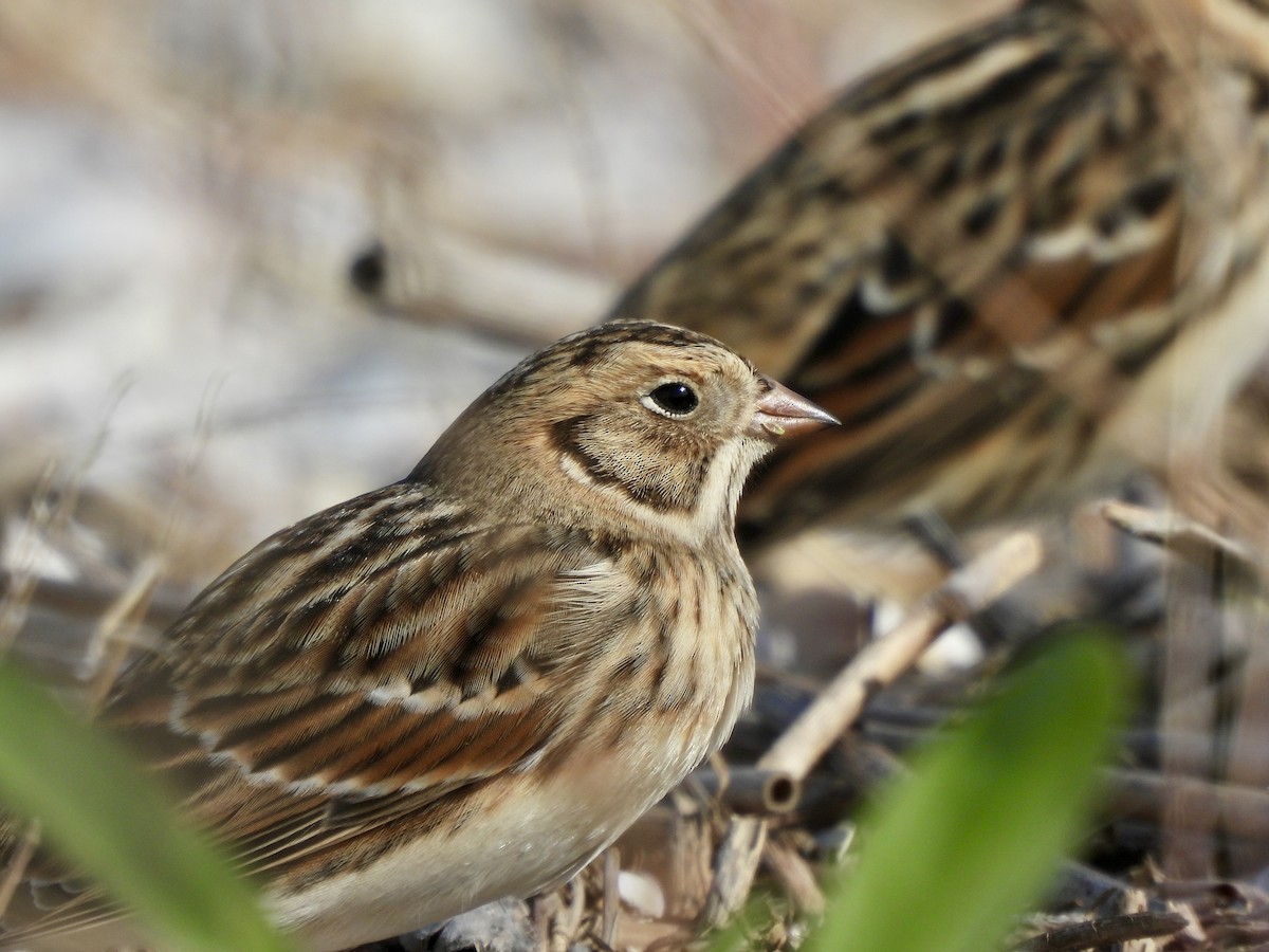 Lapland Longspur - ML643794050