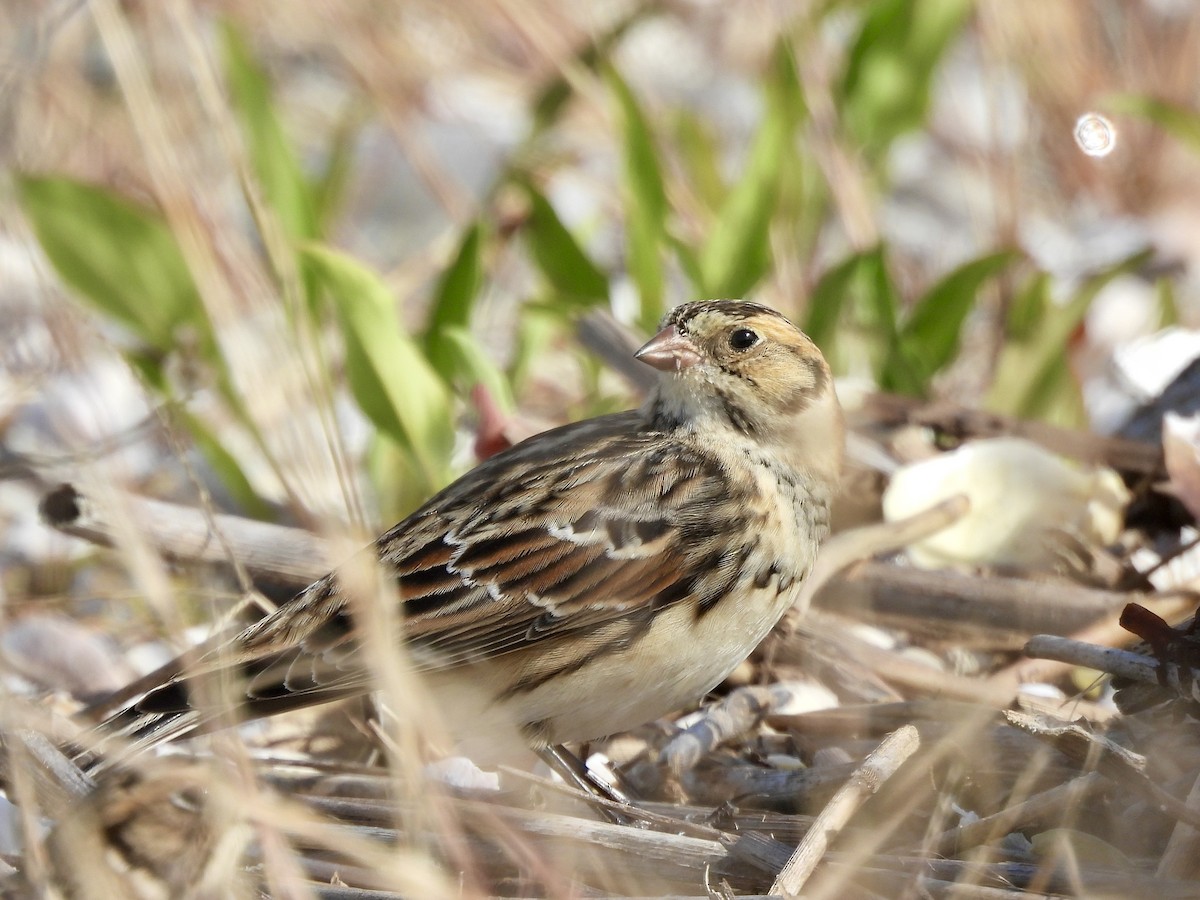 Lapland Longspur - ML643794051