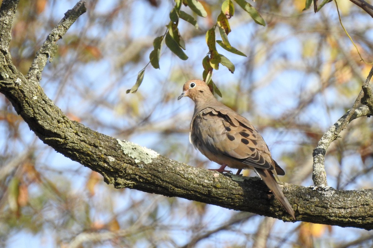 Mourning Dove - ML643794053