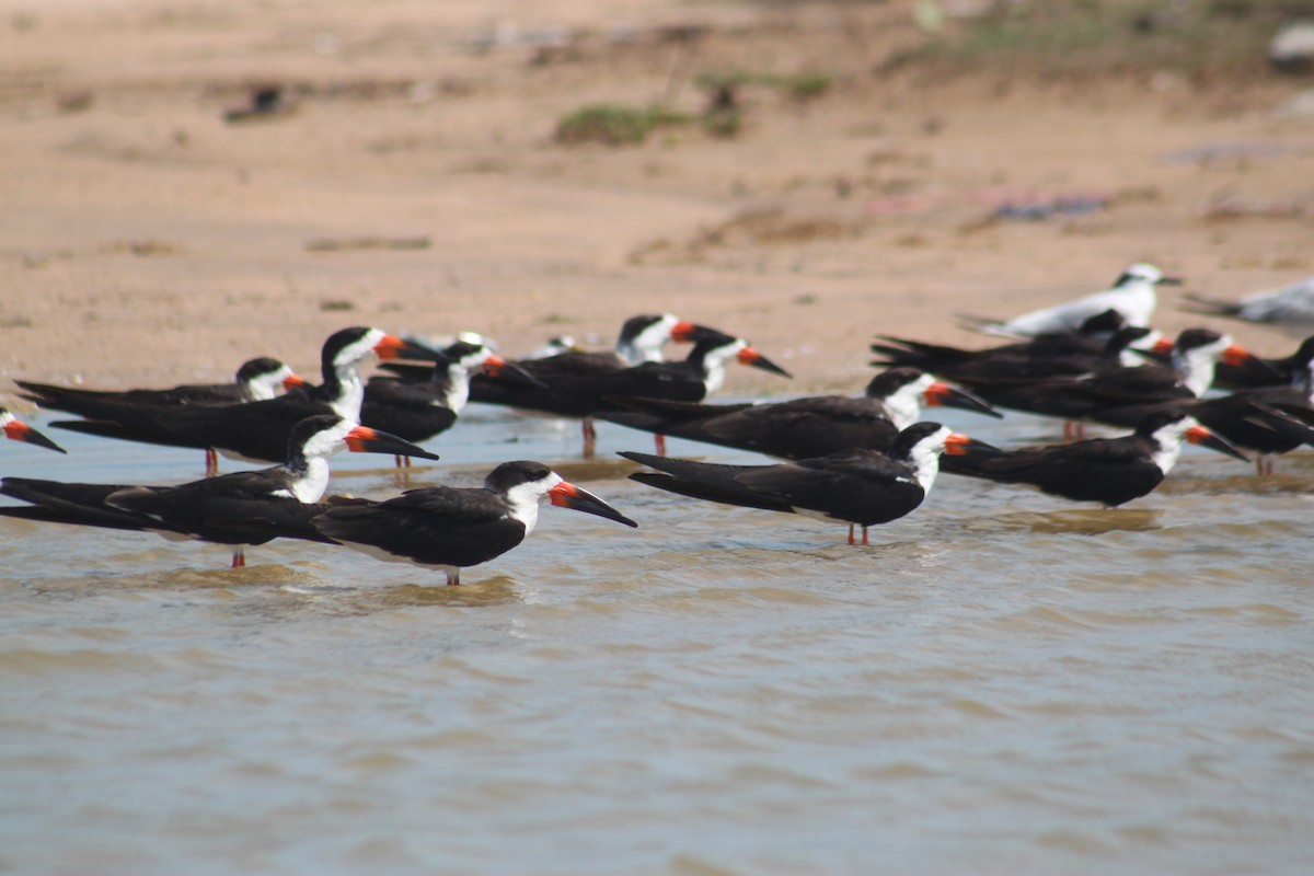 Black Skimmer - ML643794058
