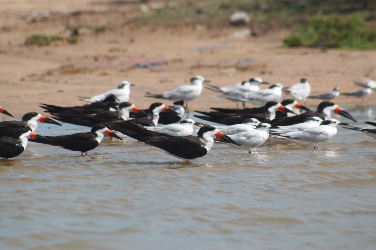 Black Skimmer - ML643794059