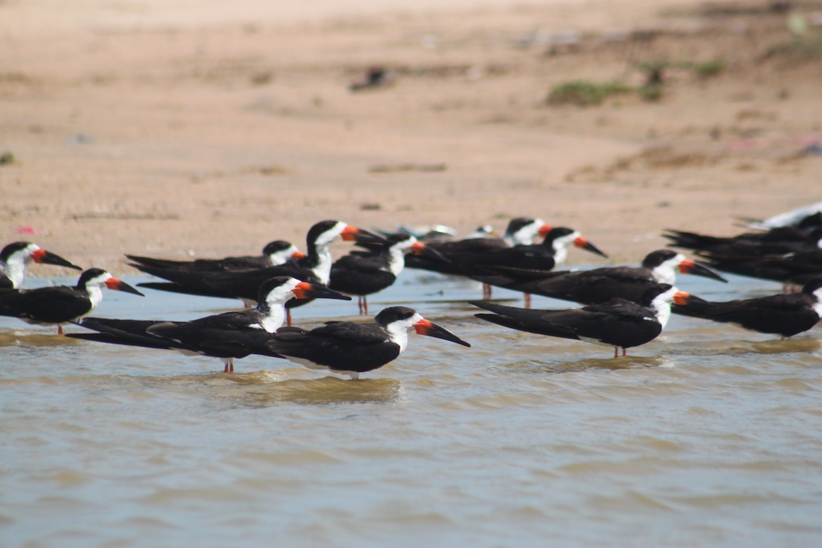 Black Skimmer - ML643794060