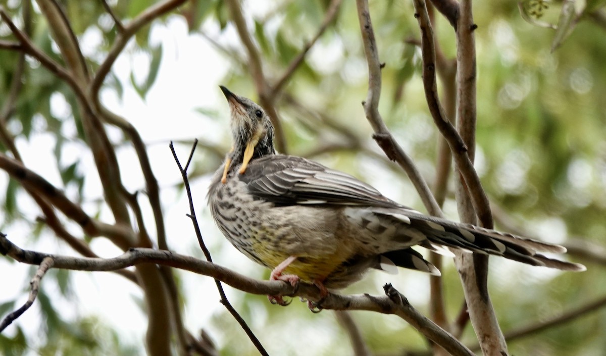 Yellow Wattlebird - ML643794061