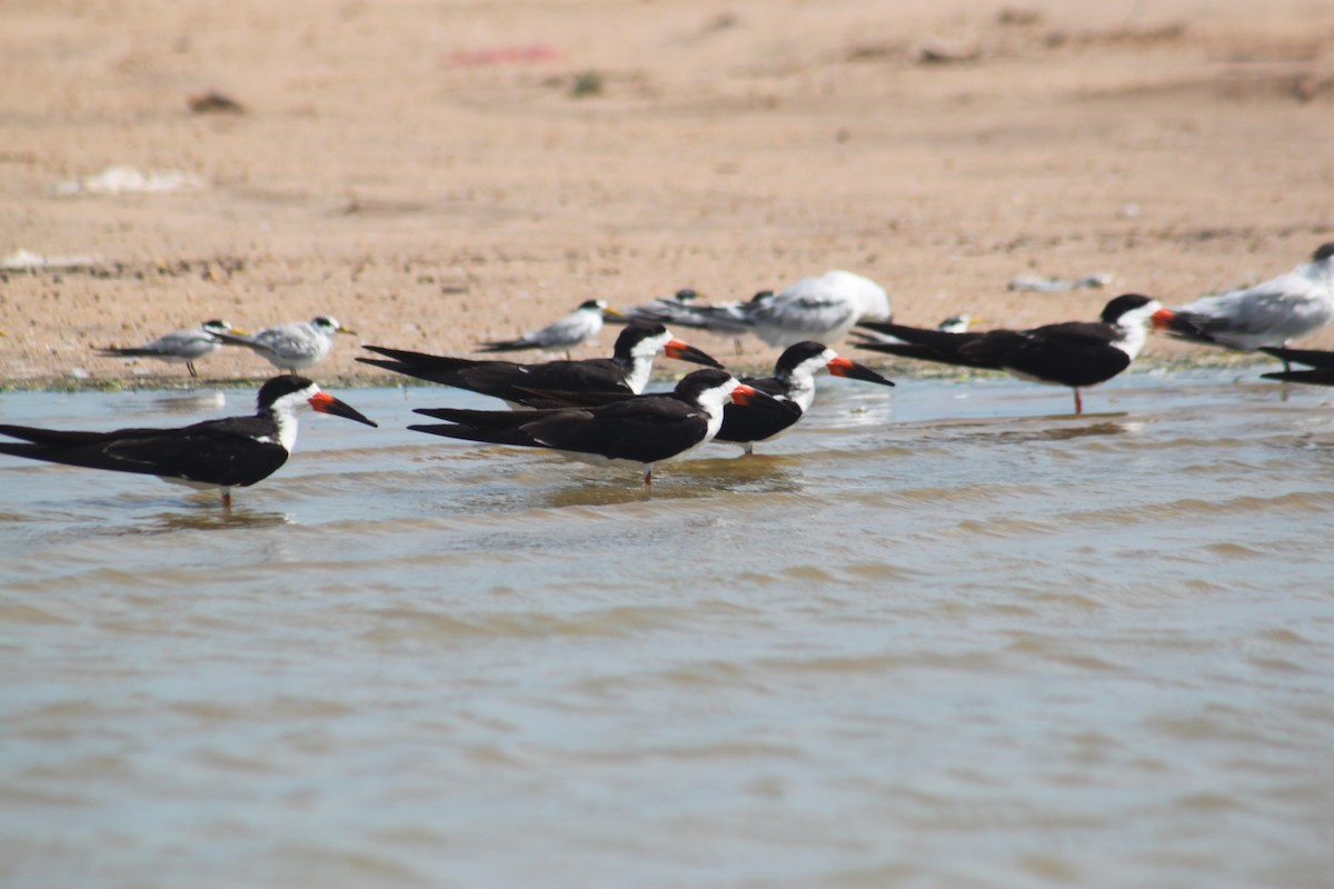 Black Skimmer - ML643794064