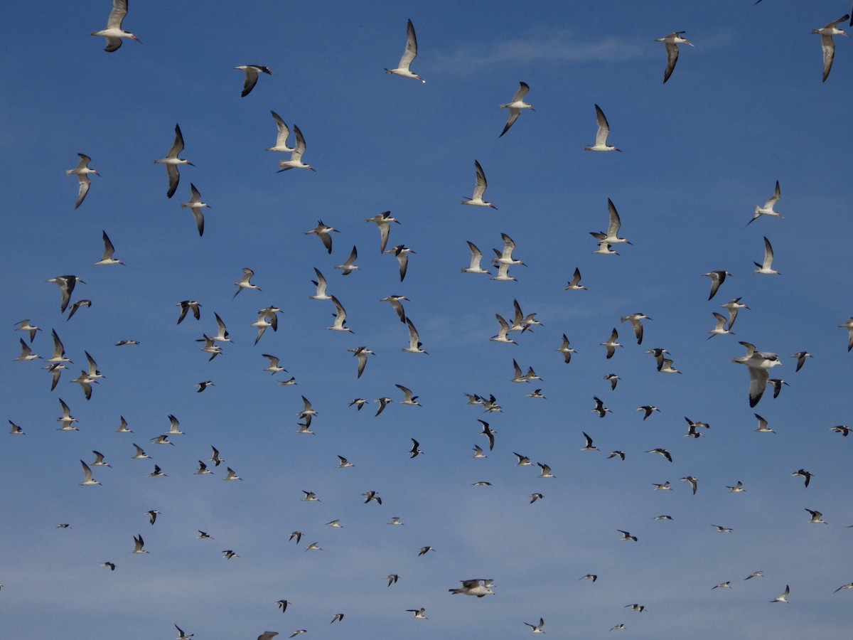 Black Skimmer - ML643794087