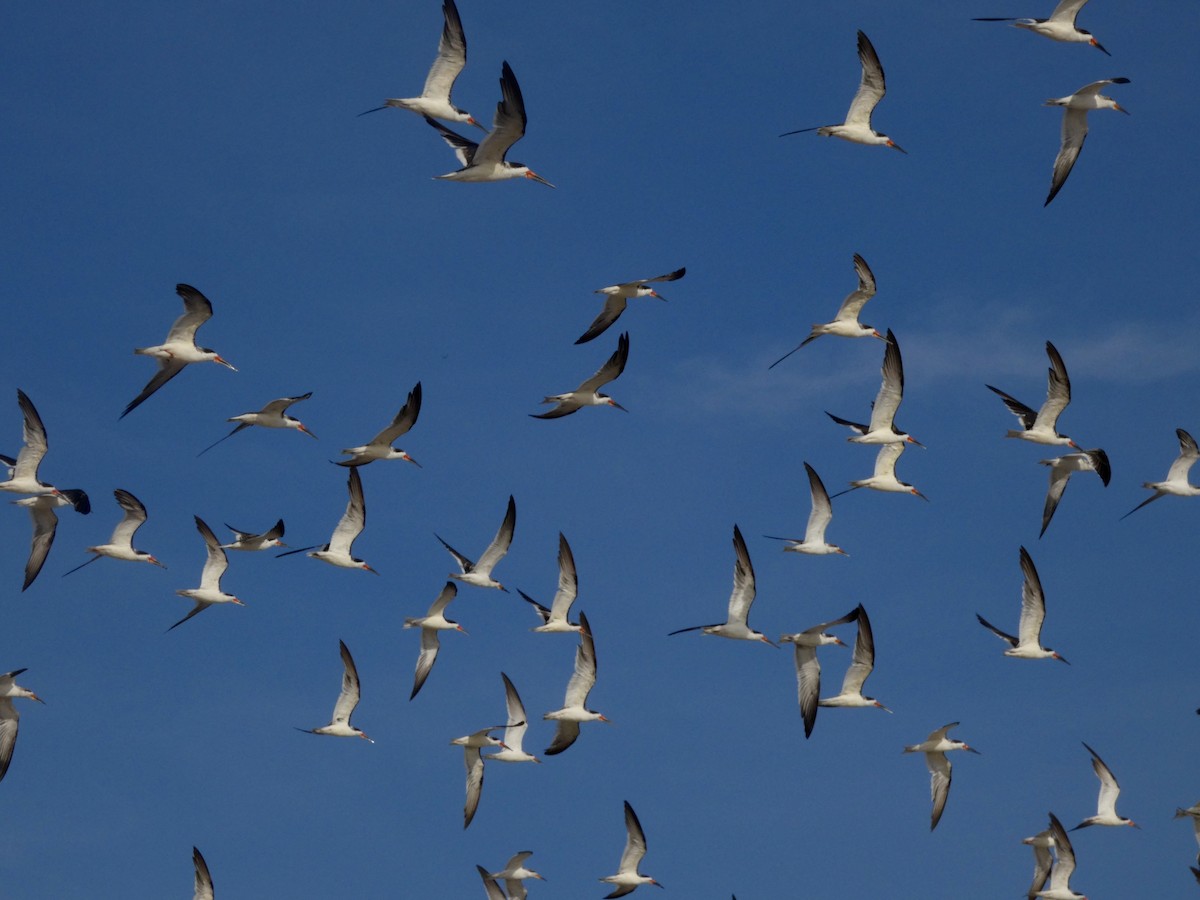 Black Skimmer - ML643794088
