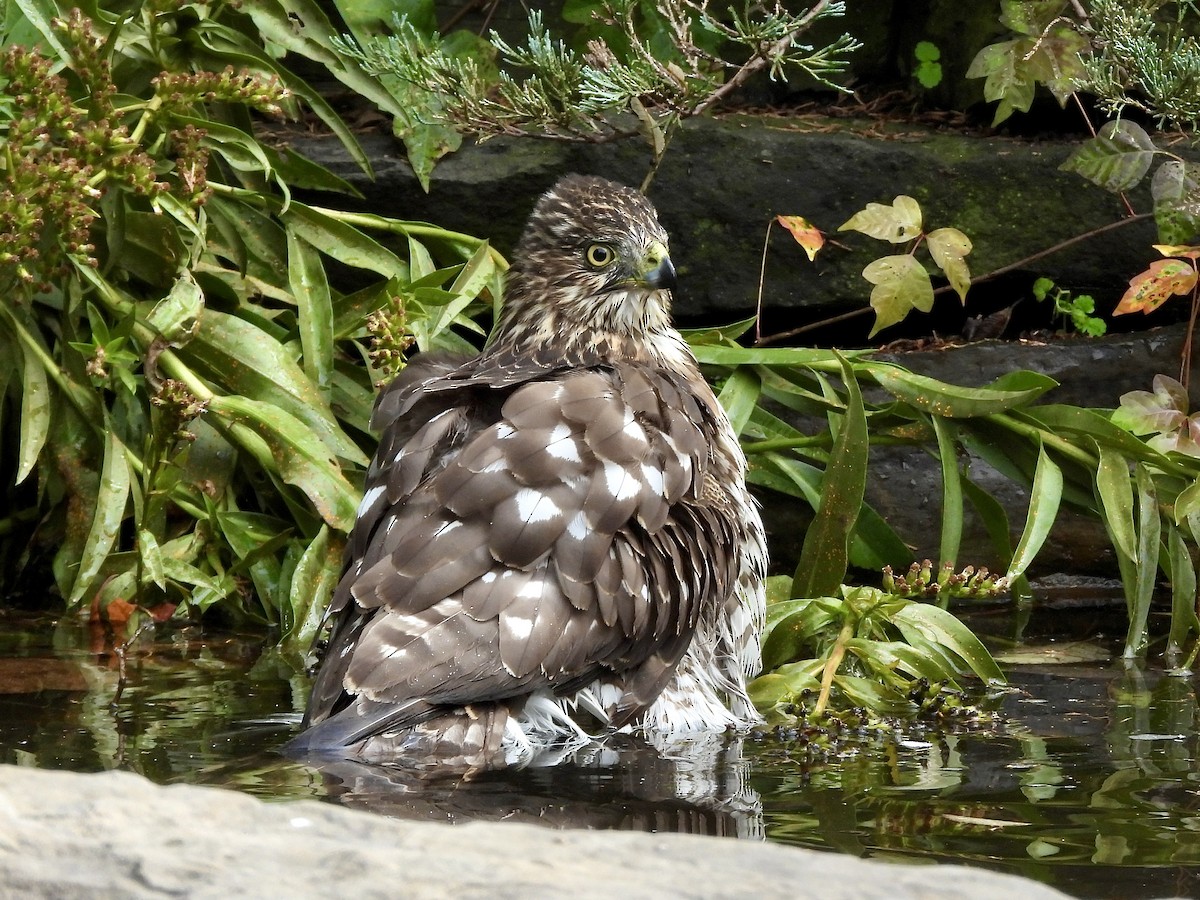 Cooper's Hawk - ML643794090