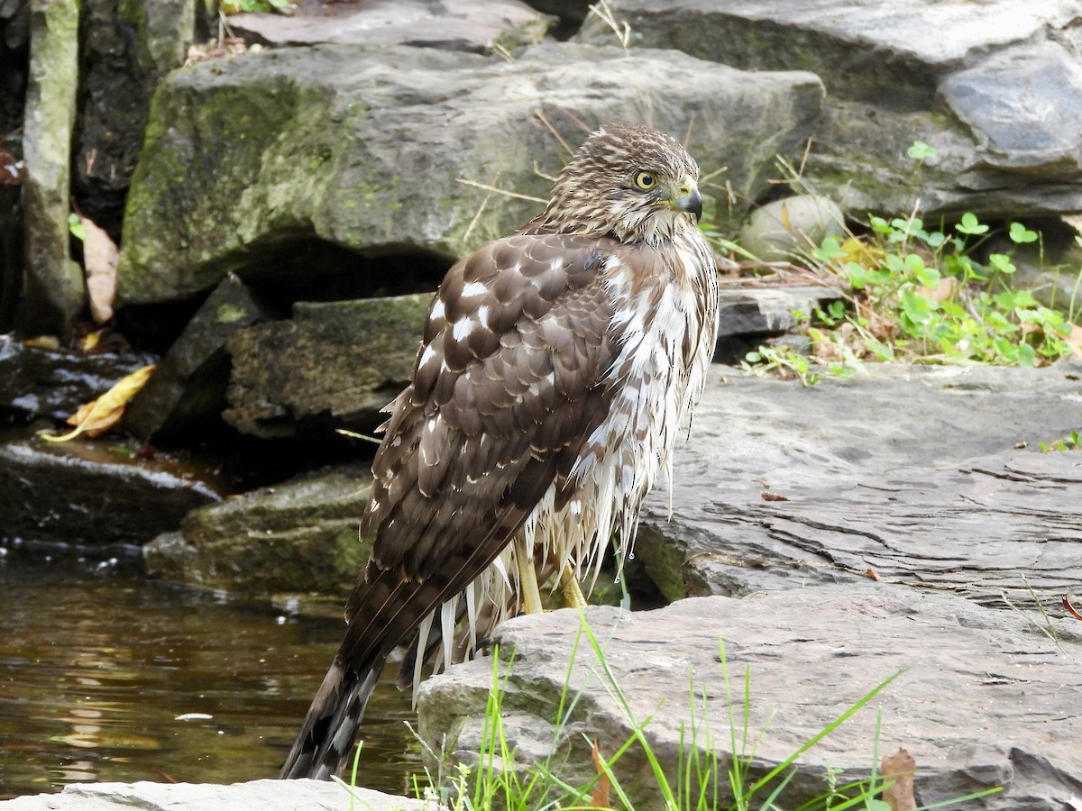 Cooper's Hawk - ML643794091
