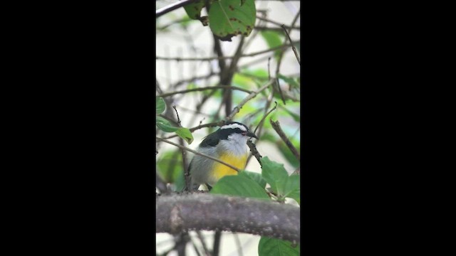 Sucrier à ventre jaune - ML643794094