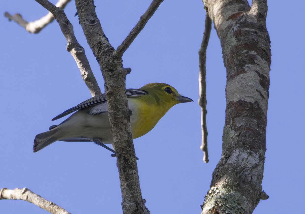 Yellow-throated Vireo - ML643794098