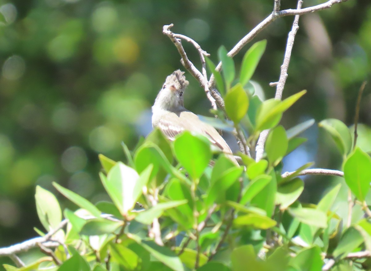 Yellow-bellied Elaenia - ML643794100