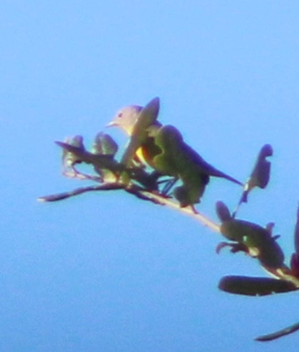 Nashville Warbler - ML643794110