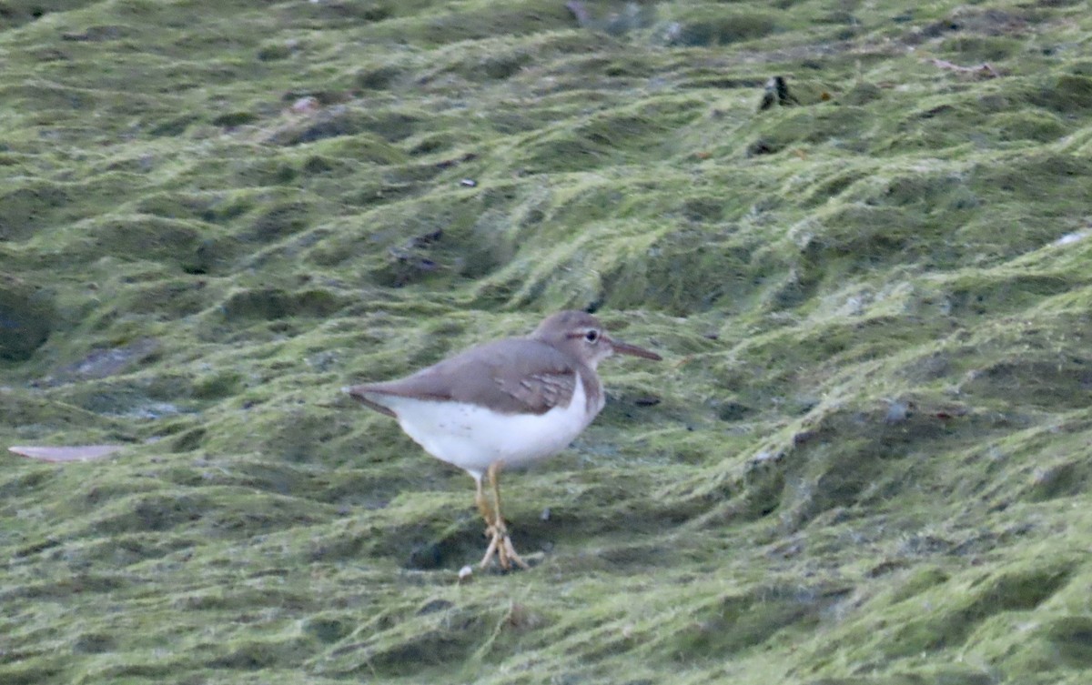 Drosseluferläufer - ML643794144