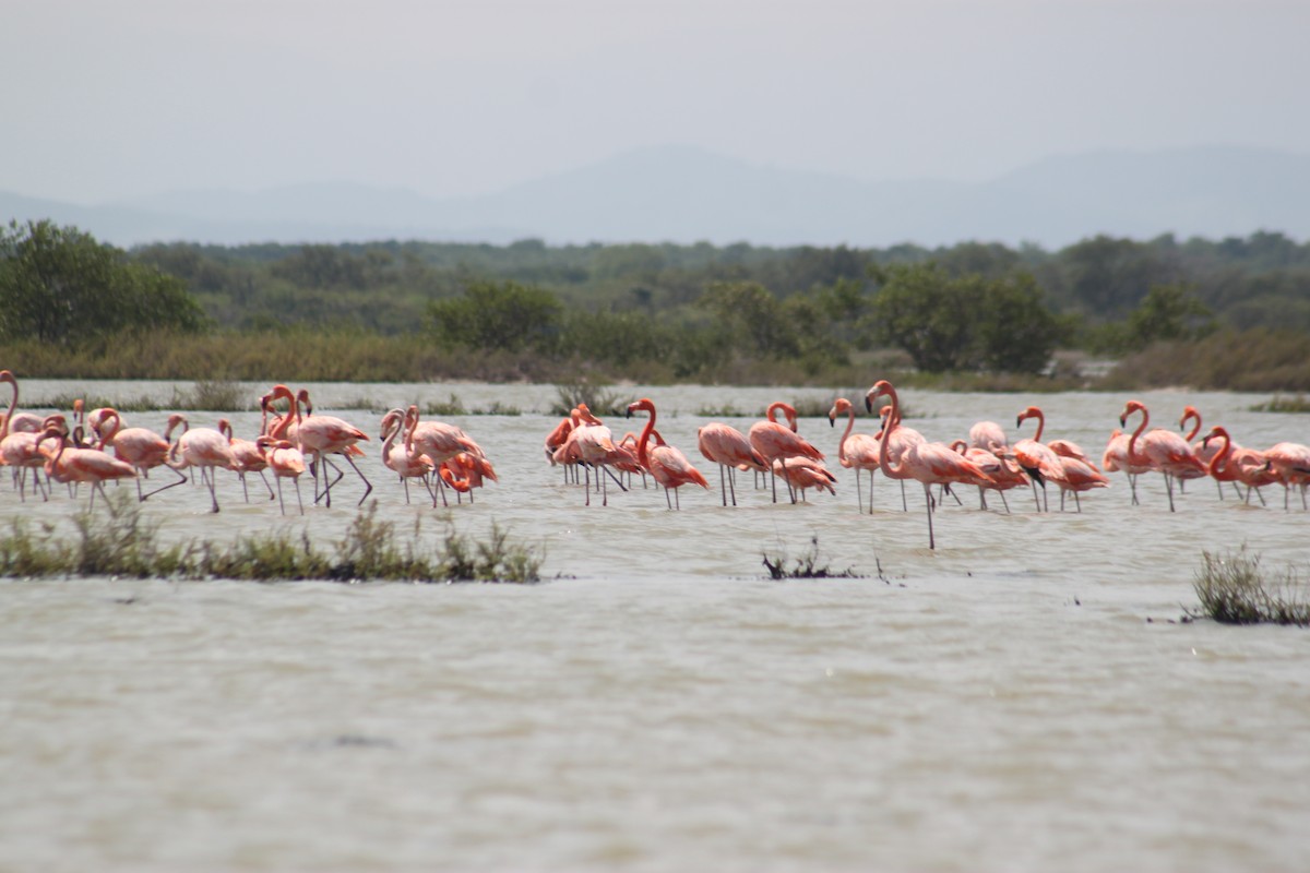 American Flamingo - ML643794153