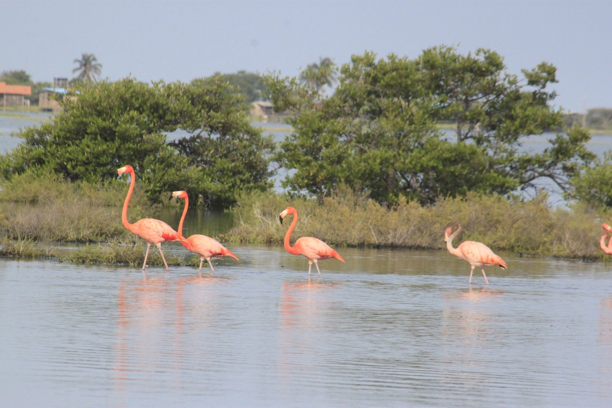 American Flamingo - ML643794155