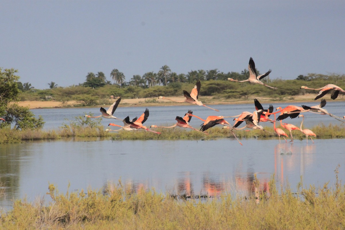 American Flamingo - ML643794156
