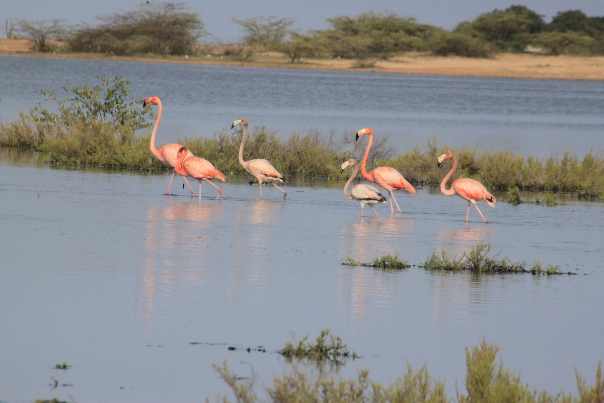 American Flamingo - ML643794157