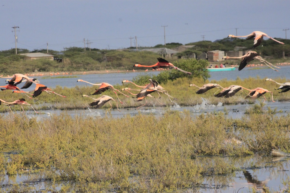 American Flamingo - ML643794158